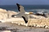 Cape Gannet (Morus capensis) in flight, Lambert's Bay, South Africa, Africa