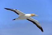 Cape Gannet (Morus capensis) in flight, Lambert's Bay, South Africa, Africa