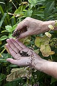 Harvest of perfoliate alexanders seeds in a garden