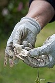 Harvest of crops honesty seeds in a garden