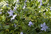 Periwinkle flowers in Domaine du Rayol French Riviera France
