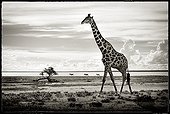 Giraffe in the savannah of Etosha NP in Namibia 