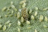Larvae Syrphe predating aphids