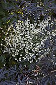 Asters in bloom in a garden