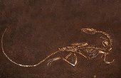Fossile de Dinosaure