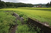 Concrete on the river habitat of the Giant Salamander Japan ; Artificial banks, little dam for paddy field are a major probleme for salamanders.