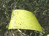 Glue traps for Olive fruit Flies ; The problem is they also capture parasitoids naturally fighting against these flies. 