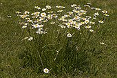Oxeyeaisy flowers Provence France