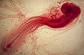 Chick embryo of 48 hours  ; Brightfield illumination, 20 x Canon EOS 450D 12 megapixel 