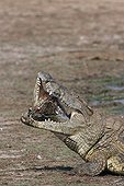 Nile crocodile swallowing the jaw of a fellow Kruger NP