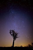 Orion and Perseus double cluster at the top of a tree ; 30 seconds poses 