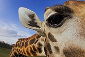 Portrait of Rothschild Giraffe Giraffe Manor Kenya