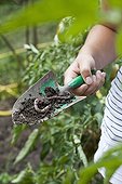 Earthworm on a transplanter