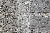 Close up of the bark of a Japanese zelkova