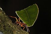 Leaf cutter ant carrying leaves in Colombia
