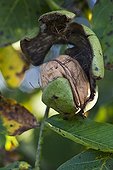 Walnut 'La Franquette' on walnut tree in a garden ; Walnut of Grenoble
