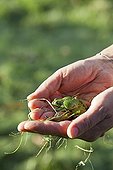 Frog hold in hand in a garden