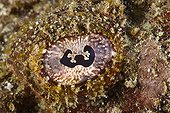 Eye of Flasher Scorpionfish Tahiti Polynesia 