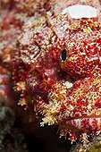 Portrait of Papuan Scorpionfish Tahiti Polynesia