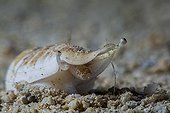 Gibbose conch on sand Tahiti French Polynesia 