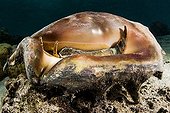 Giant spider conch Tahiti French Polynesia 