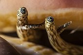 Eyes of Giant spider conch Tahiti French Polynesia 