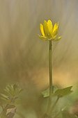 Fig Buttercup flower Lorraine France