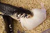 Cobra eating a mouse laboratory animal toxins France ; "Latoxan" laboratory animal toxins and poisonous animals 