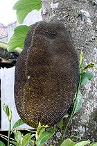 Close-up of a Jackfruit on tree