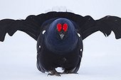 Male black grouse in the snow in courtship Switzerland 