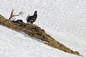 Male black grouse in the snow in Switzerland courtship
