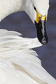Bewick's Swan preening in winter