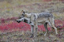 Wolf (Canis lupus) crossing the tundra, looking for food, threatening gesture, Denali National Park, Alaska