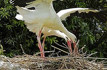 White Stork (Ciconia ciconia) nesting, Zurich Zoo, Zurich, Switzerland, Europe