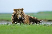 Brown bear (Ursus arctos) waking up, Katmai N.P., Alaska