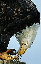 Bald Eagle (Haliaeetus leucocephalus) eating fish remains Alaska