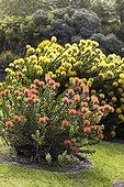 Leucospermum cordifolium