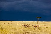 Impalas herd and storm in the Masai Mara RN in Kenya