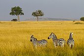 Grant's zebras in the Masai Mara NR  Kenya
