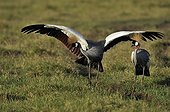 Grey Crowned-Crane courtship in Masai Mara Kenya 