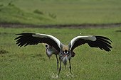 Grey Crowned-Crane courtship in Masai Mara Kenya 