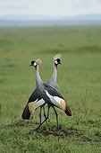 Grey Crowned-Cranes courtship in Masai Mara Kenya 
