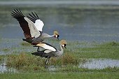 Grey Crowned-Cranes mating Masai Mara Kenya 