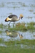 Grey Crowned Crane and its reflection in a marsh Masai Mara Kenya