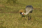 Grey Crowned Crane in savannah Masai Mara Kenya