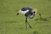 Grey Crowned Crane in savannah Masai Mara Kenya