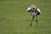 Grey Crowned Crane in savannah Masai Mara Kenya