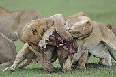 Lions fighting over a Warthog Masai Mara Kenya