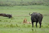 Lion lying in front of a buffalo in the savannah Masai Mara Kenya