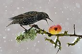 Starling eating an apple in snow Lorraine France